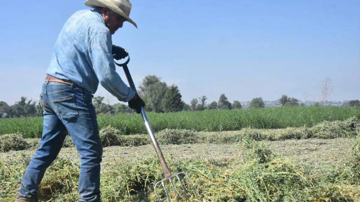 productor de alfalfa 1